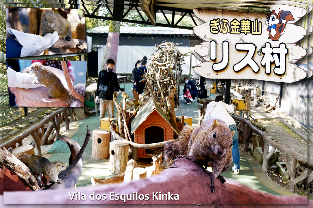 Zoológico de Esquilo - Vila dos Esquilos Kinka